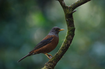 Chestnut thrush (Turdus rubrocanus) bird