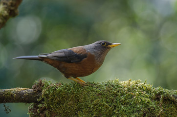 Chestnut thrush (Turdus rubrocanus) bird