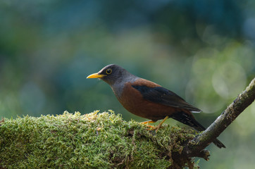 Chestnut thrush (Turdus rubrocanus) bird