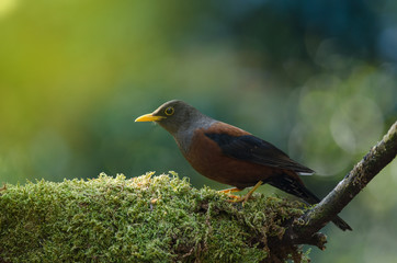 Chestnut thrush (Turdus rubrocanus) bird