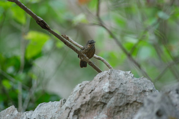 Limestone wren-babbler, Rufous Limestone-babbler