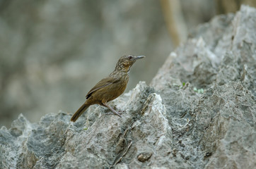Limestone wren-babbler, Rufous Limestone-babbler