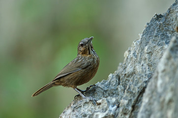 Limestone wren-babbler, Rufous Limestone-babbler