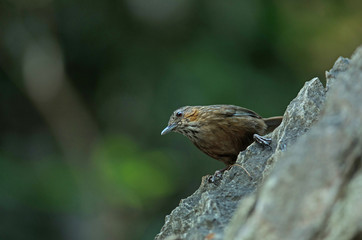 Limestone wren-babbler, Rufous Limestone-babbler
