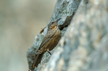 Limestone wren-babbler, Rufous Limestone-babbler