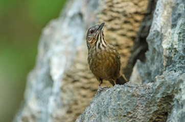 Limestone wren-babbler, Rufous Limestone-babbler