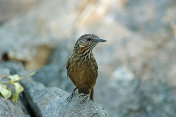 Limestone wren-babbler, Rufous Limestone-babbler