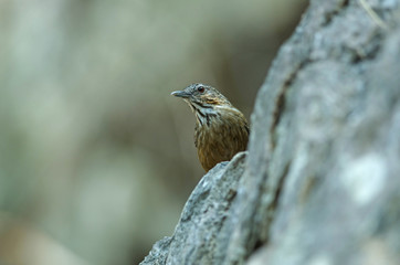 Limestone wren-babbler, Rufous Limestone-babbler