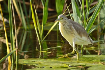 Squacco Heron (Ardeola ralloides)