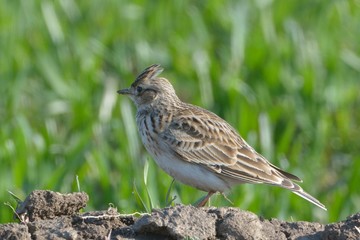 Crested Lark on Field in Springtime