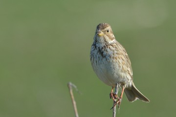 Corn bunting (Emberiza calandra)