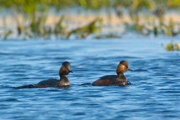 Pair of Black Necked Grebes on Water