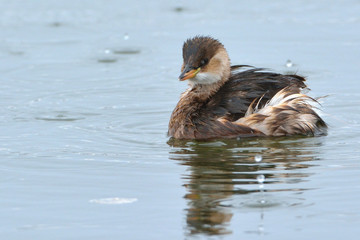 Little grebe (Tachybaptus ruficollis)