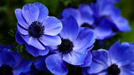 Muurstickers Close up shot of blue blossoms © Vishal