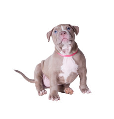 Pit Bull puppy looks up. Isolated on white background