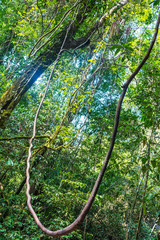 Large tropical tree with mighty buttress roots in the national park Khao Sok