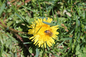 Honey Bee on dandelion.