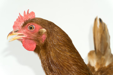 brown hen walking isolated on white, studio shot,chicken