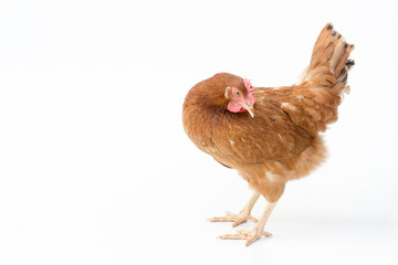 brown hen walking isolated on white, studio shot,chicken
