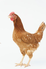 brown hen walking isolated on white, studio shot,chicken
