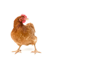 Fototapeta premium brown hen walking isolated on white, studio shot,chicken