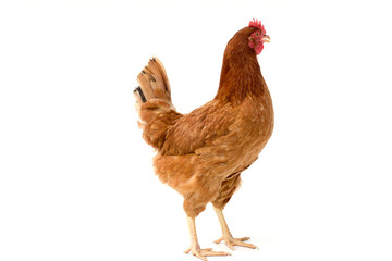 brown hen walking isolated on white, studio shot,chicken