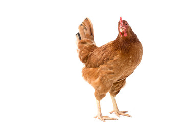 brown hen walking isolated on white, studio shot,chicken