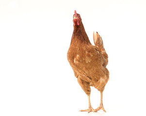 brown hen walking isolated on white, studio shot,chicken