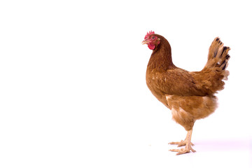 brown hen walking isolated on white, studio shot,chicken