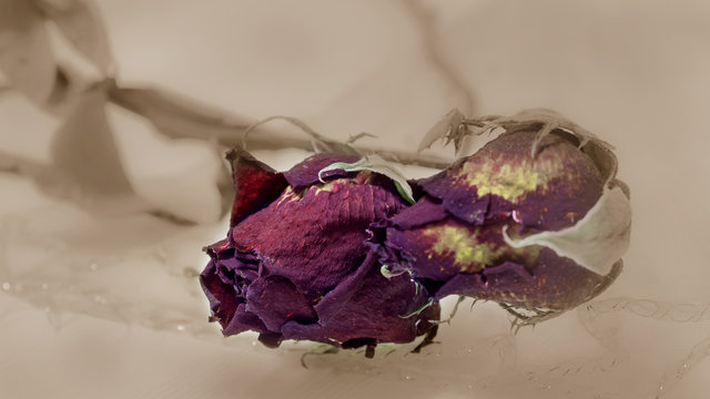 Close up of dried rose flower head  in vintage tone