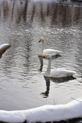 Obraz premium 静かな川の白鳥