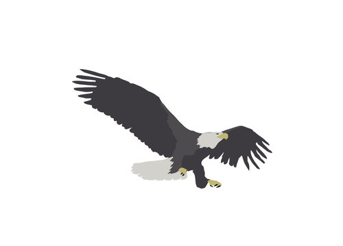 Bald Eagle Landing Illustration