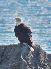 Bald Eagle on a rock