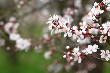 Flowers of Prunus cerasifera