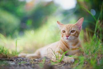Naklejka na ściany i meble cute cat sitting in garden