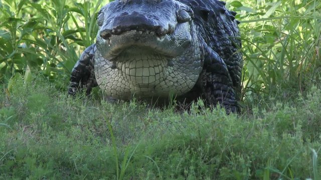 large alligator walking to canal