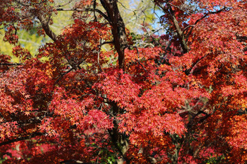 an Autumn leaves in nara park at Japan