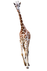 Fototapeta premium young giraffe isolated