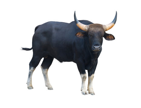gaur isolated on white background