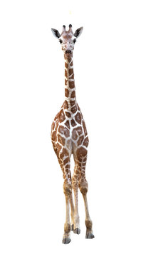 young giraffe isolated