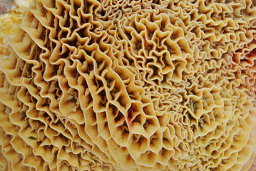 Estómago de Vaca - Guatita