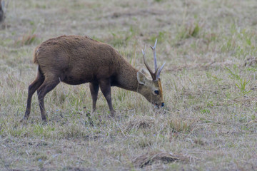 Sambar Deer.