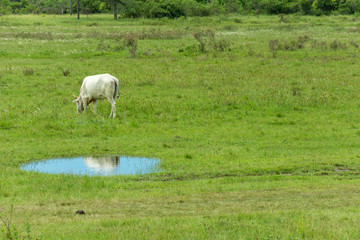 White cow grazing and its reflection on a water puddle