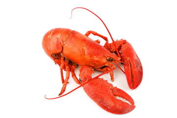 single cooked red lobster isolated on white background