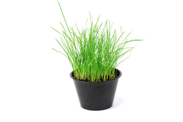 green grass growing in small pot, isolated on white background