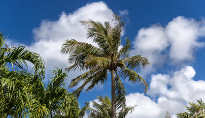 Obraz na płótnie Canvas Winter sky in Saipan