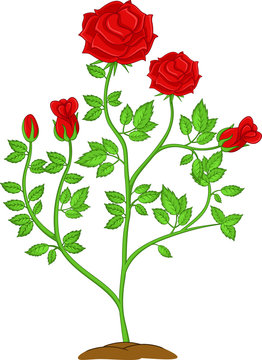 funny flower rose plants cartoon