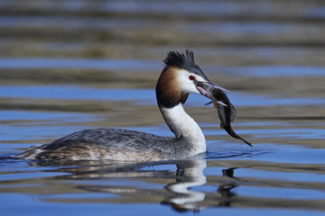 Great crested grebe (Podiceps cristatus)
