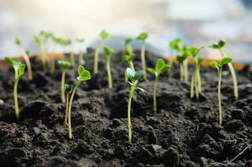 
seedlings, fresh shoots rise in the rays of the spring sun