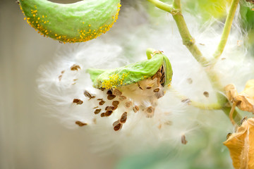 seed of Crown Flower